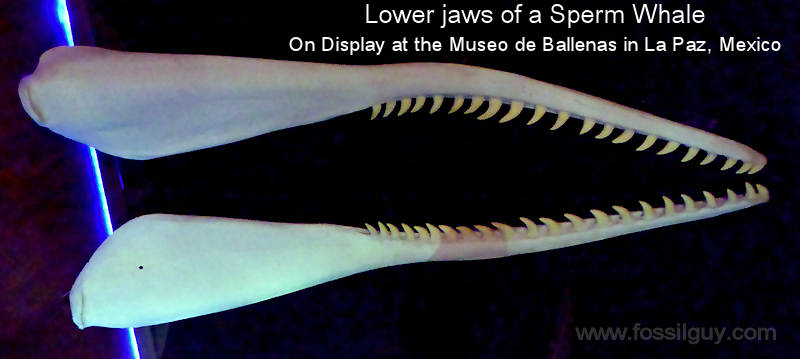 These are lower jaws of a sperm whale showing the teeth.  These jaws are on display at the Museo de La Ballena in La Paz, Mexico.