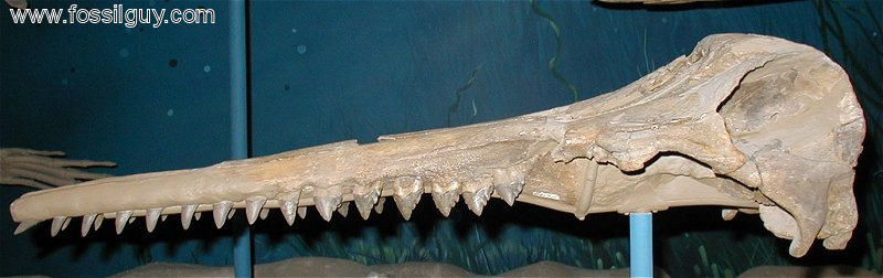 A picture of the squalodon skull on public display at the Smithsonian Museum of Natural History in Washington DC.
