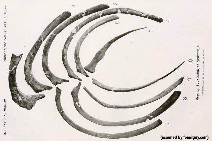 Plate 16 from Kellogg 1923 - Squalodon calvertensis - Ribs