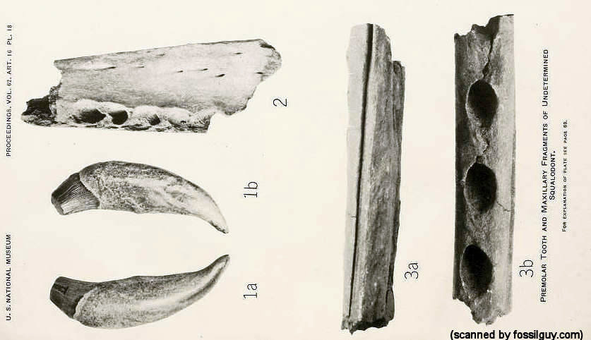 Squalodon Fossils from Plate 18 of Kellogg's 1923 paper in the Proceedings of the United States National Museum, Vol 62, Article 16. (Public Domain)