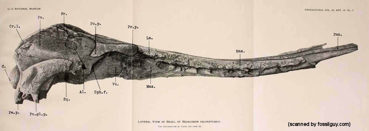 Plate 3 from Kellogg 1923 - Squalodon calvertensis skull