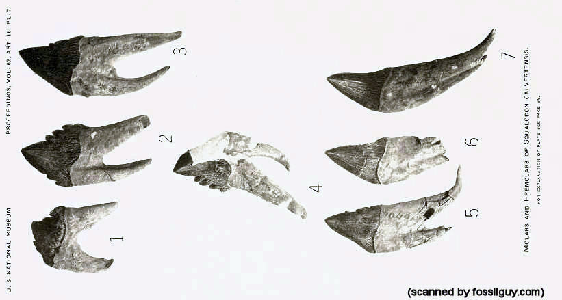 Squalodon calvertensis - Molar and premolar teeth from Kellogg 1923.