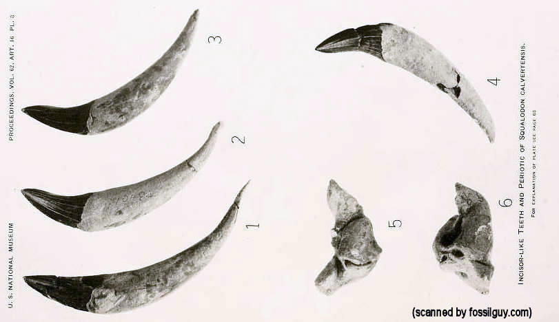 Squalodon calvertensis - Incisor teeth from Kellogg 1923.