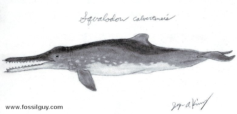 Rendition of Squalodon calvertensis (Long-snouted shark Toothed Whale). Notice the large pectoral fins, reduced dorsal fin, mobile neck, the long beak, and the front teeth protruding from the jaw, creating small tusks.
