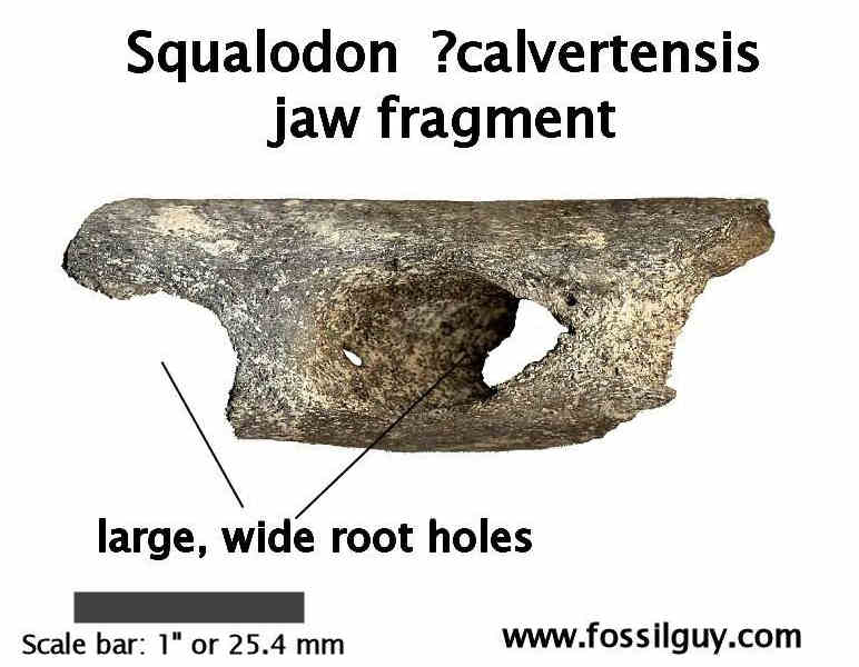 fossil squalodon jaw fragment
