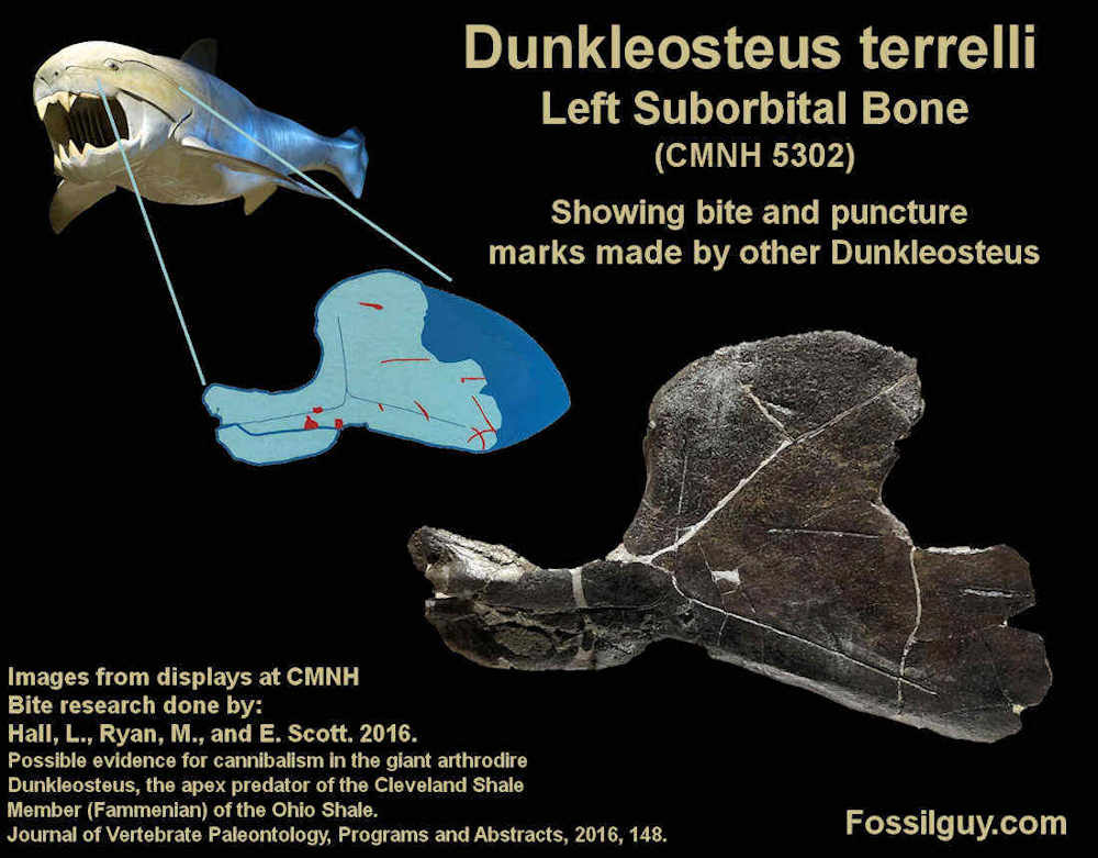 Image Dunkleosteus terrelli tooth scrape mark on a Dunkleosteus skull bone. From the Cincinnati Museum of Natural Histroy - Photo by James St. John