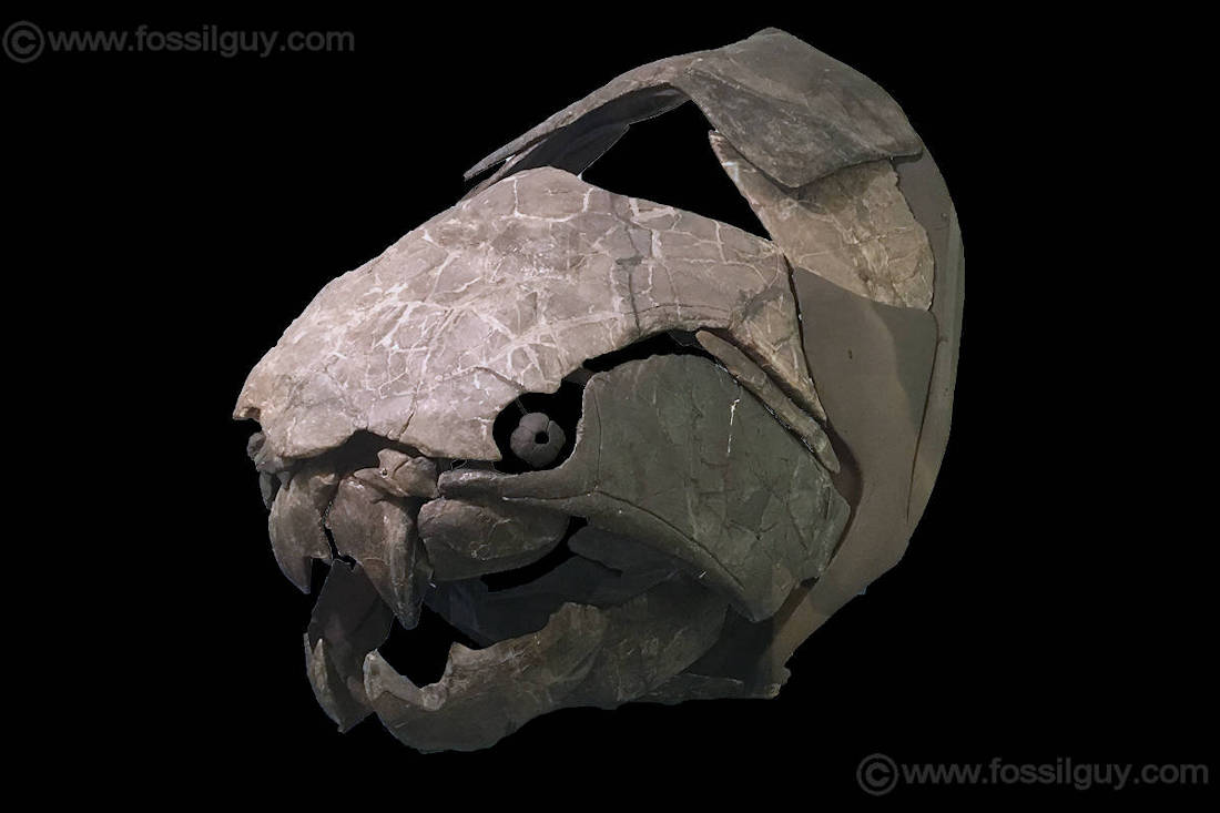 The large Dunkleosteus terrelli specimen named Dunk at the Cleveland Museum of Natural History