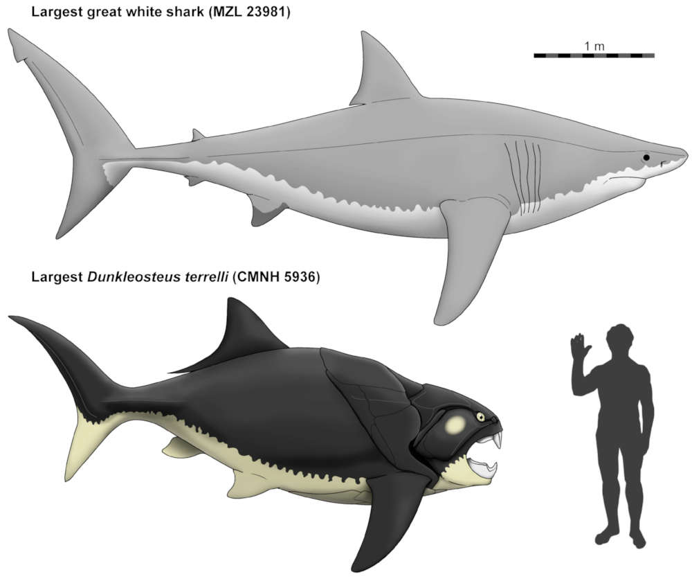 Body and Size reconstruction of the largest Dunkleosteus terrelli specimen. From Russell Engelman (2013) figure 13.