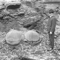 Concretions in lower part of Ohio Shale. Either Worthington or Flint or Lewis Center, east of Olentangy River, Ohio.