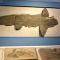 A large Cladoselache shark from the Cleveland Shale with 3 smaller ones below it. Fossils on display at the Cleveland Museum of Natural History