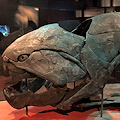 This is Dunkleosteus fossil specimen CMNH 6090 on display at the CMNH. Peter Bungart collected this specimen.  This Dunkleosteus is on the cover of the Fossils of Ohio book. It's around 1.4 m (4.6 feet in length).