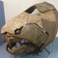 Another view of the large Dunkleosteus terrelli on display at the CMNH.  This specimen is named Dunk.