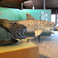 A Dunkleosteus fossil cast in the foreground with a lifesized replica behind. This is at the Rocky River Nature Center.
