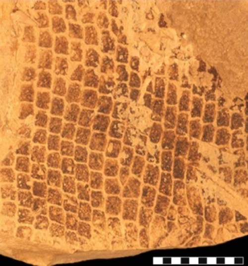 Image by Johan Lindgren showing the fossilized scales where the tiny melanosomes were found, indicating the color of the mosasaur.