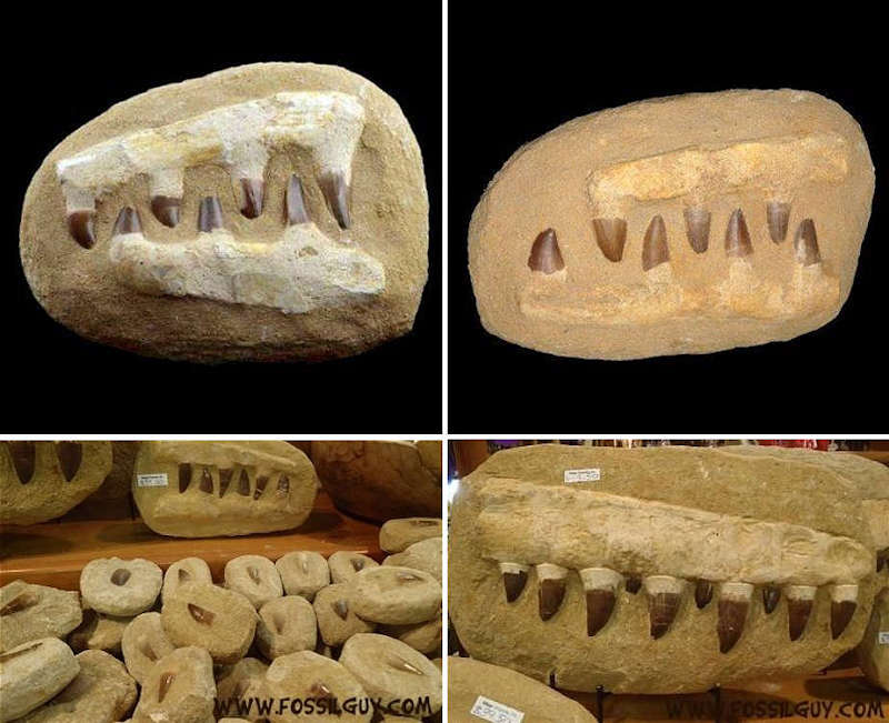 A mosasaur skull from Morocco