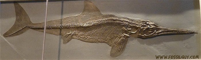 Ichthyosaur Fossil Skeleton from Holzmaden, Germany. Displayed in the Carnegie Museum of Natural History