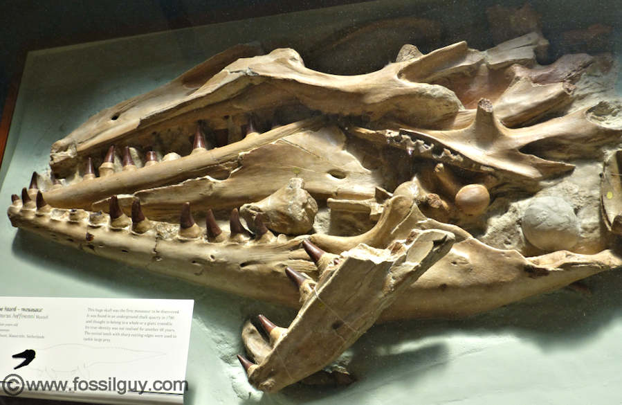 A mosasaur skull from Morocco