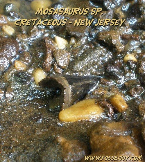 Mosasaur fossil tooth found at Big Brook, New Jersey