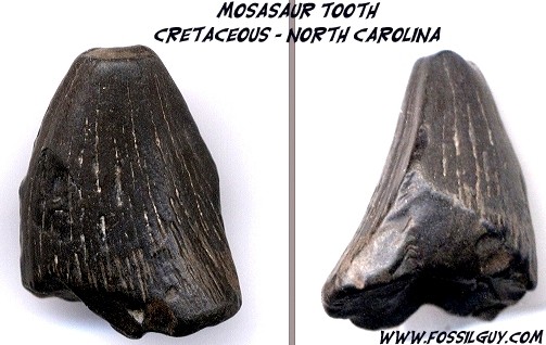 Mosasaur fossil tooth found in North Carolina