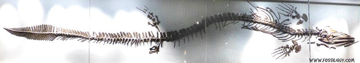 Mosasaur fossil skeleton - Clidastes propython