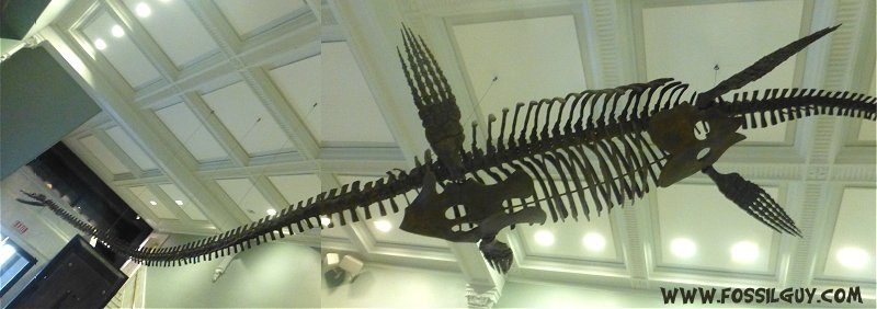 Plesiosaur Fossil Skeleton. Displayed in the Academy of Natural Sciences of Philadelphia