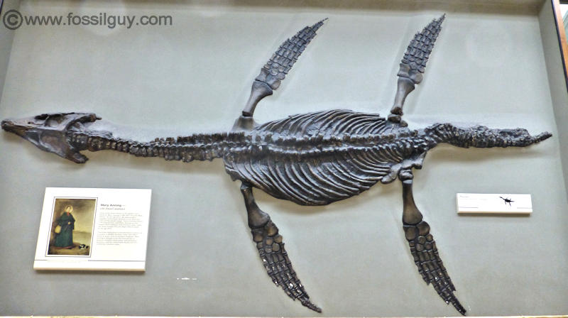 Pliosaur Fossil Skeleton. Displayed in the British Musuem of Natural History, UK.