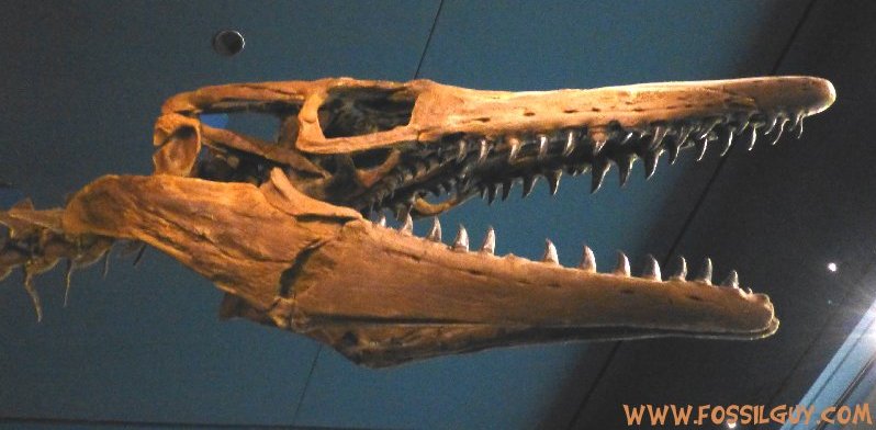 Tylosaurus proriger mosasaur skull
