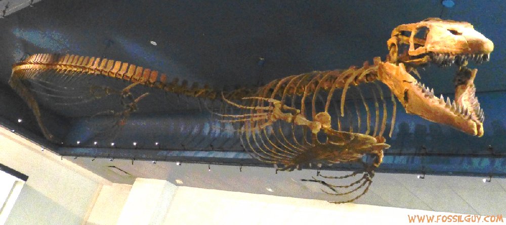 A Tylosaurus proriger Mosasaur from the Western Interior Seasway of North America. Displayed in the Carnegie Museum of Natural History