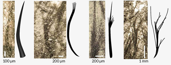 Structures and drawings from Yang et al, 2018 showing the types of feather-like structures on the anurognathid specimens.