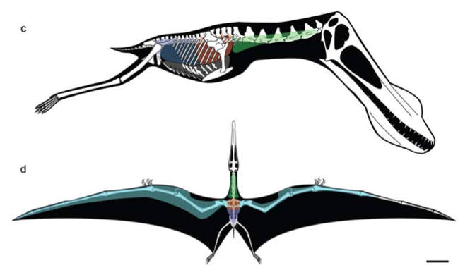 Part of Figure 3 from Claessens et al, 2009 showing the reconstruction of pulmonary air sac system and lungs in the Cretaceous pterosaur Anhanguera santan (specimen AMNH 22555).  Notice the giant head and neck compared to the body.