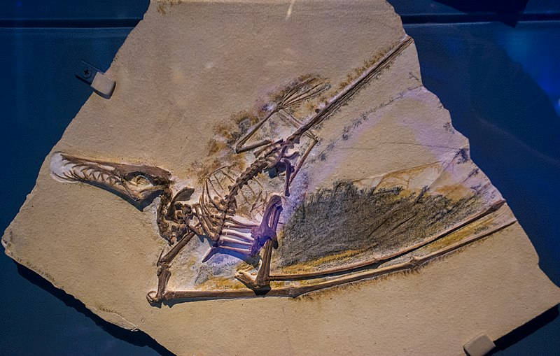 cast of the famous Dark Wing pterosaur fossil. Photo by Tim Evanson (CC-by-sa-2.0)