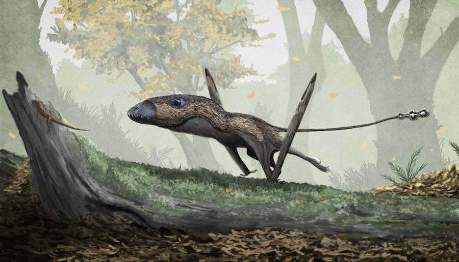 A Jurassic illustration of the pterosaur Dimorphodon macronyx. Illustration by Mark P. Witton (2015). (CC BY 4.0).