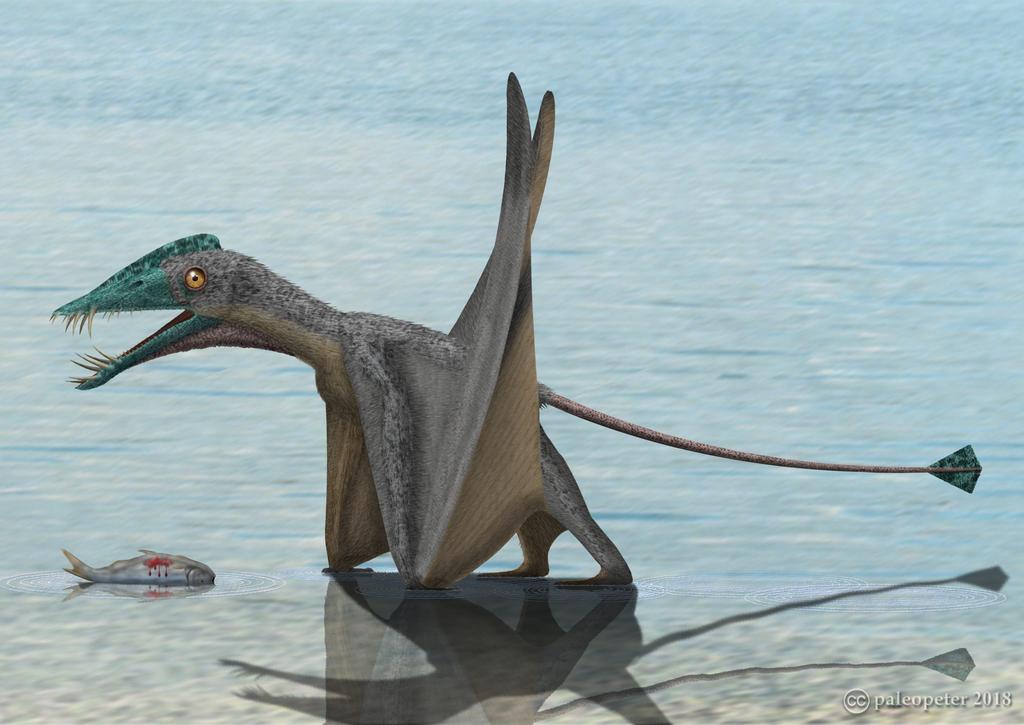 A pterosaur walking on all fours. This is a Jurassic Dorygnathus or “A pterosaur walking on all fours. This is a Jurassic Dorygnathus or spear jaw pterosaur that had a diet of fish. Illustration by paleopeter (CC-by-nc-nd-3.0)