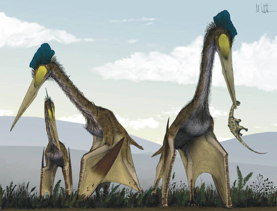 Cretaceous illustration of Quetzalcoatlus northropi, foraging for small vertebrates in a fern prairie.  Illustration by Mark Witton (Witton and Nash 2018) (CC-by-3.0)
