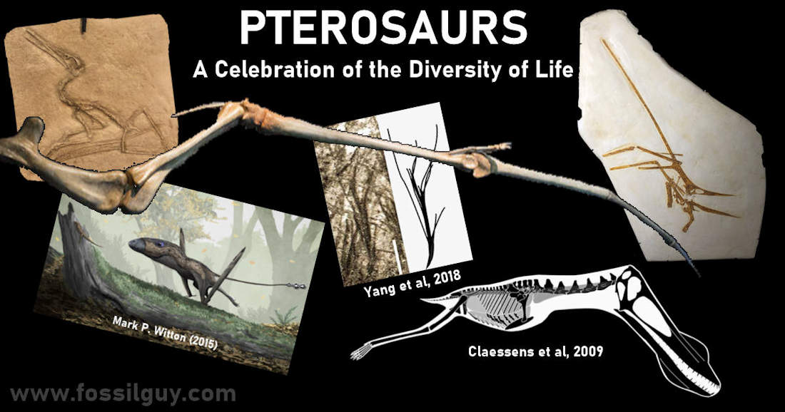 Pterosaurs - A Celebration of Diversity
