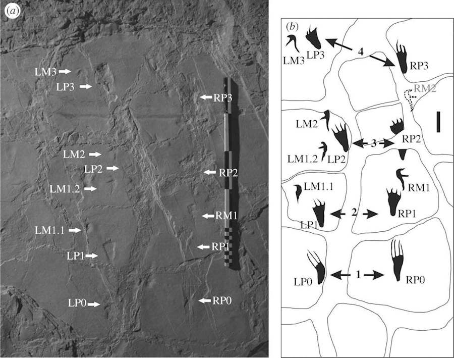 Landing trackway of a pterosaur - Figure 3 from Mazin et al. 2009