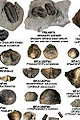 Fossi Identification Sheets