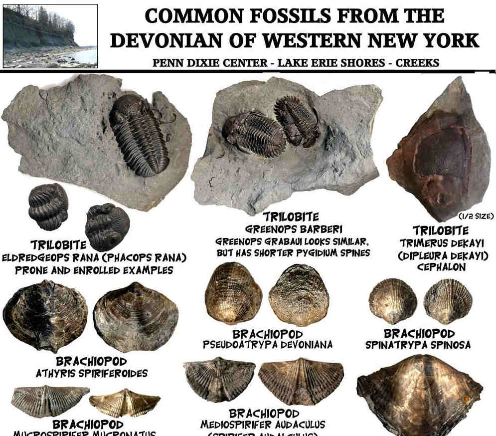 FOSSIL IDENTIFICATION SHEETS