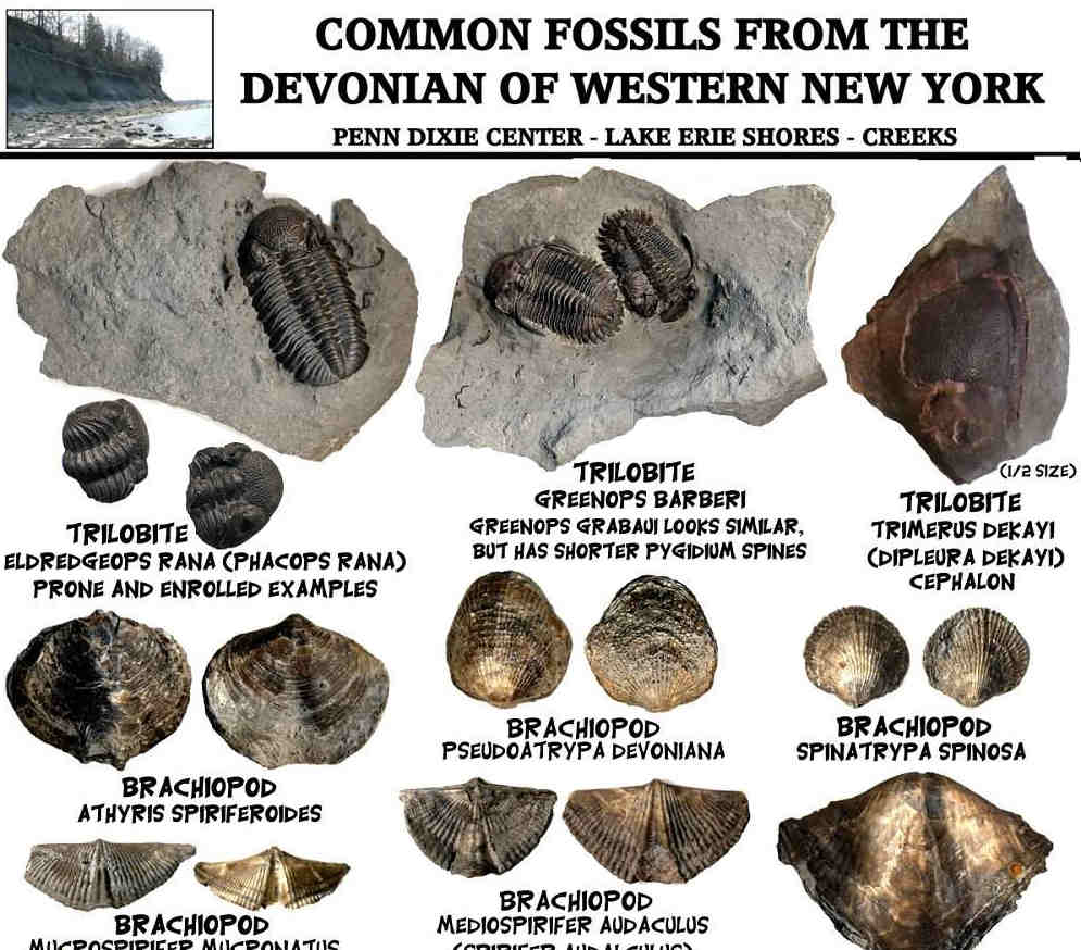 Fossil Identification Sheets - New York, Maryland, Virginia, New Jersey,  North Carolina. Printable Fossil Identification Guides