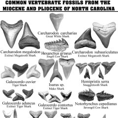 Florida Shark Teeth Identification Chart