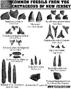Fossil identification sheet of common Cretaceous fossils of New Jersey