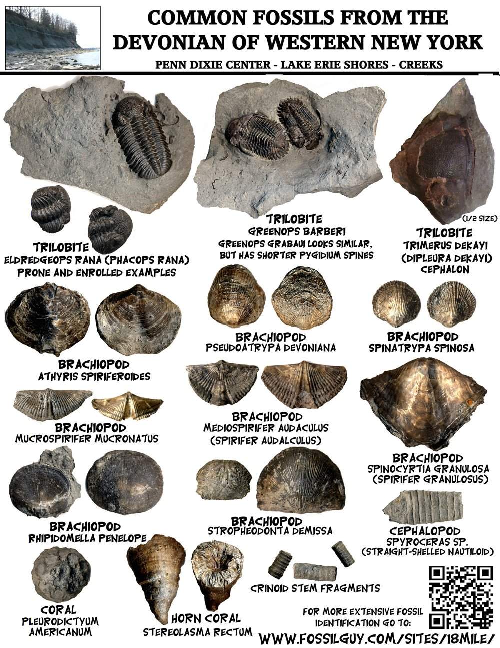 Fossil Identification Sheets - New York, Maryland, Virginia, New Jersey