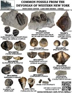 Fossil Identificatoin Sheet: Common Devonian Fossils of Western New York