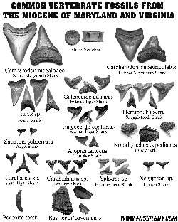 Fossil Identificatoin Sheet: Common Miocene Vertebrate Fossils of Maryland