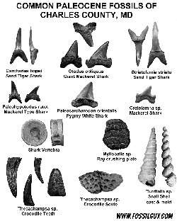 Fossil Identificatoin Sheet: Common Potomac River Paloecene Fossils