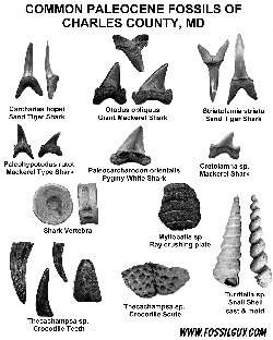 Shark Tooth Identifier Chart