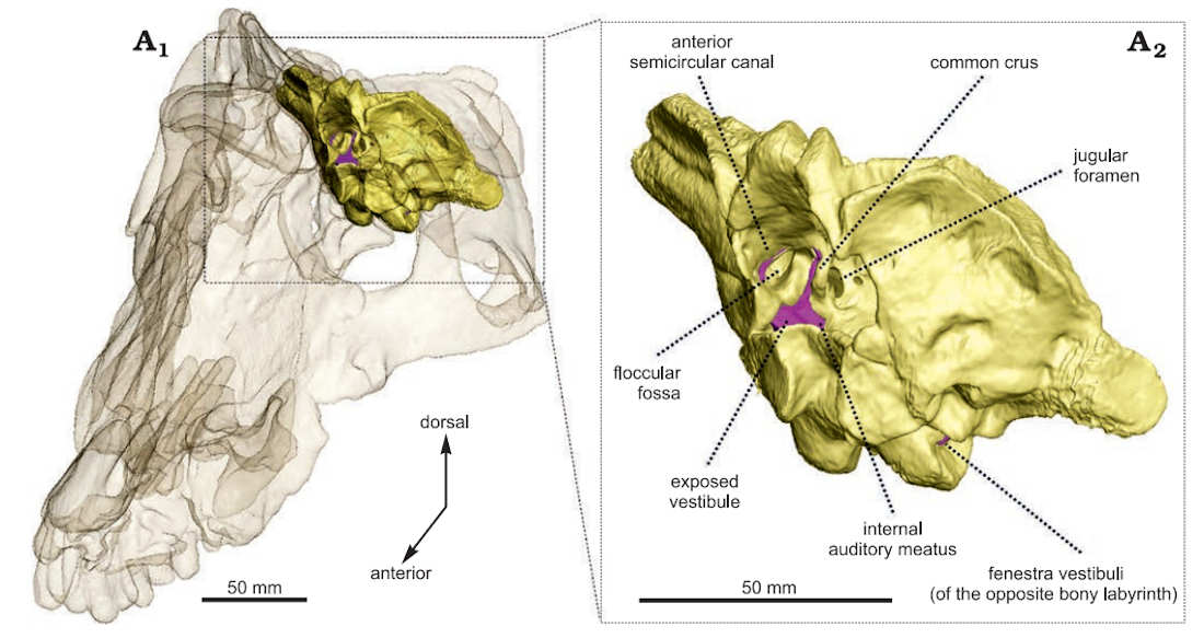 Figure 2 from (Benoit et al. 2021) showing an occiput fragment of Anteosaurus magnificus with the braincase enlarged. (CC by 4.0)