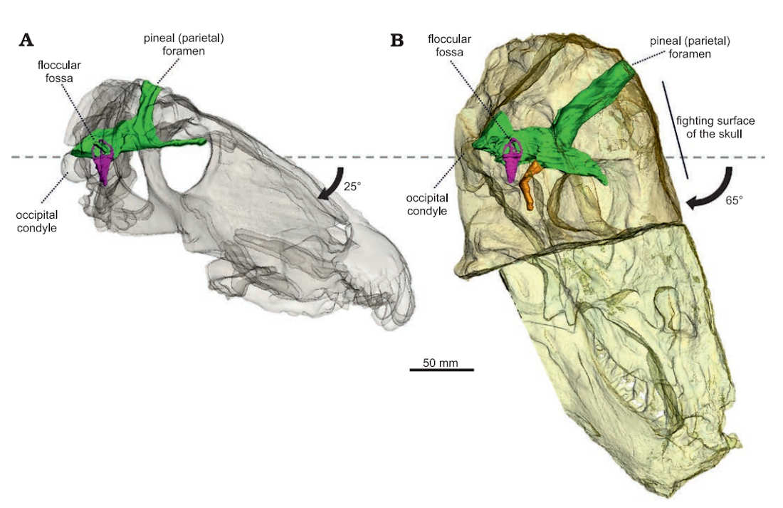 Figure 3 from Benoit et al. 2021 of 3D models of two Anteosaurus magnificus skulls revealing the internal structure. (CC by 4.0)