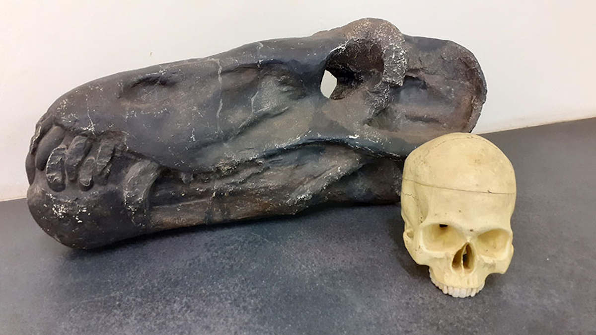 The skull of Anteosaurus compared to a modern human. Image credit: Wits University