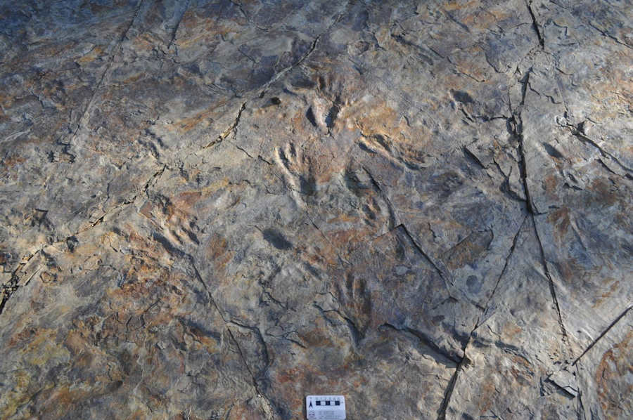 Photograph of trackways made by ancient South Korean bipedal crocodile track-makers. Credit: Dr Seul Mi Bae.